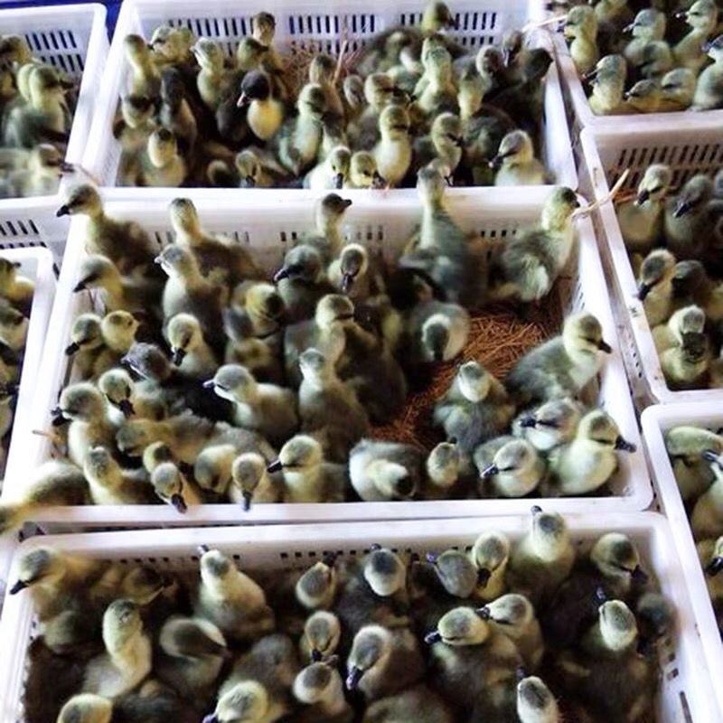 马刚鹅苗合浦狮头鹅苗，汕头狮头鹅苗，阳刚鹅苗