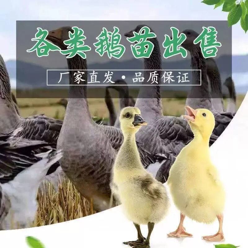 马刚鹅苗合浦狮头鹅苗，汕头狮头鹅苗，阳刚鹅苗