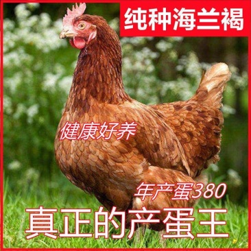 海蓝褐多蛋鸡苗