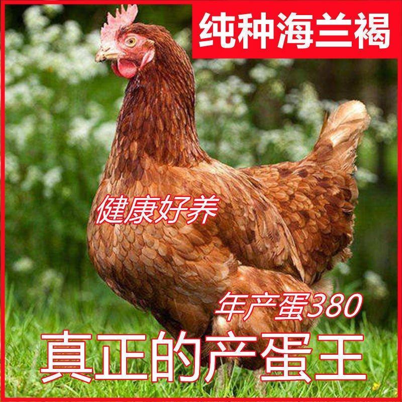 海蓝褐多蛋鸡苗