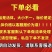 海蓝褐多蛋鸡苗