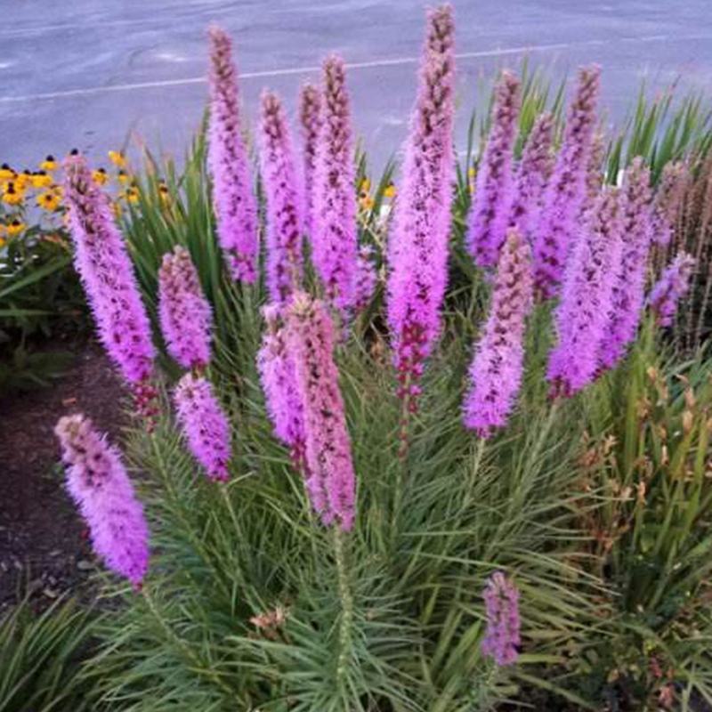 蛇鞭菊种子道路两侧观花种子多年生景观绿化花籽