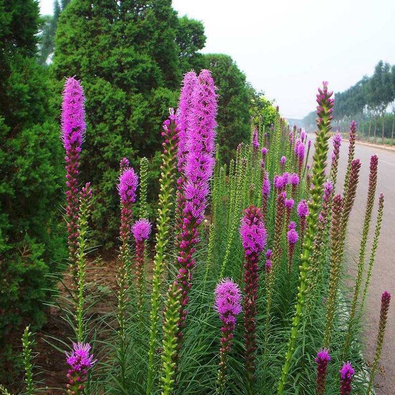 蛇鞭菊种子道路两侧观花种子多年生景观绿化花籽