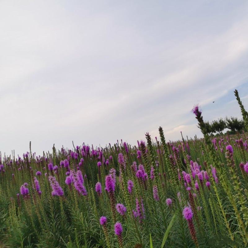 蛇鞭菊种子道路两侧观花种子多年生景观绿化花籽