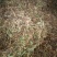 金银花2023年新货非种植色泽好