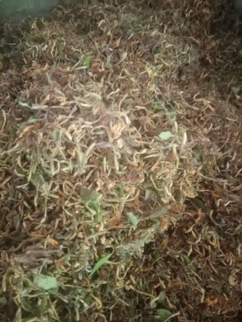 金银花2023年新货非种植色泽好
