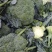 西蓝花绿菜花优质青花菜绿菜花单县徐寨西蓝花基地