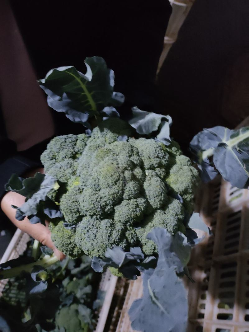 西蓝花绿菜花优质青花菜绿菜花单县徐寨西蓝花基地
