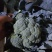 西蓝花绿菜花优质青花菜绿菜花单县徐寨西蓝花基地