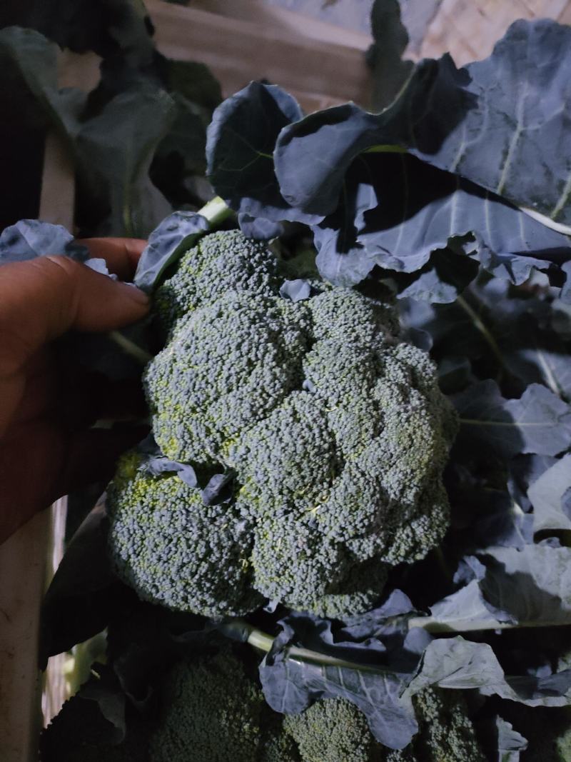 西蓝花绿菜花优质青花菜绿菜花单县徐寨西蓝花基地