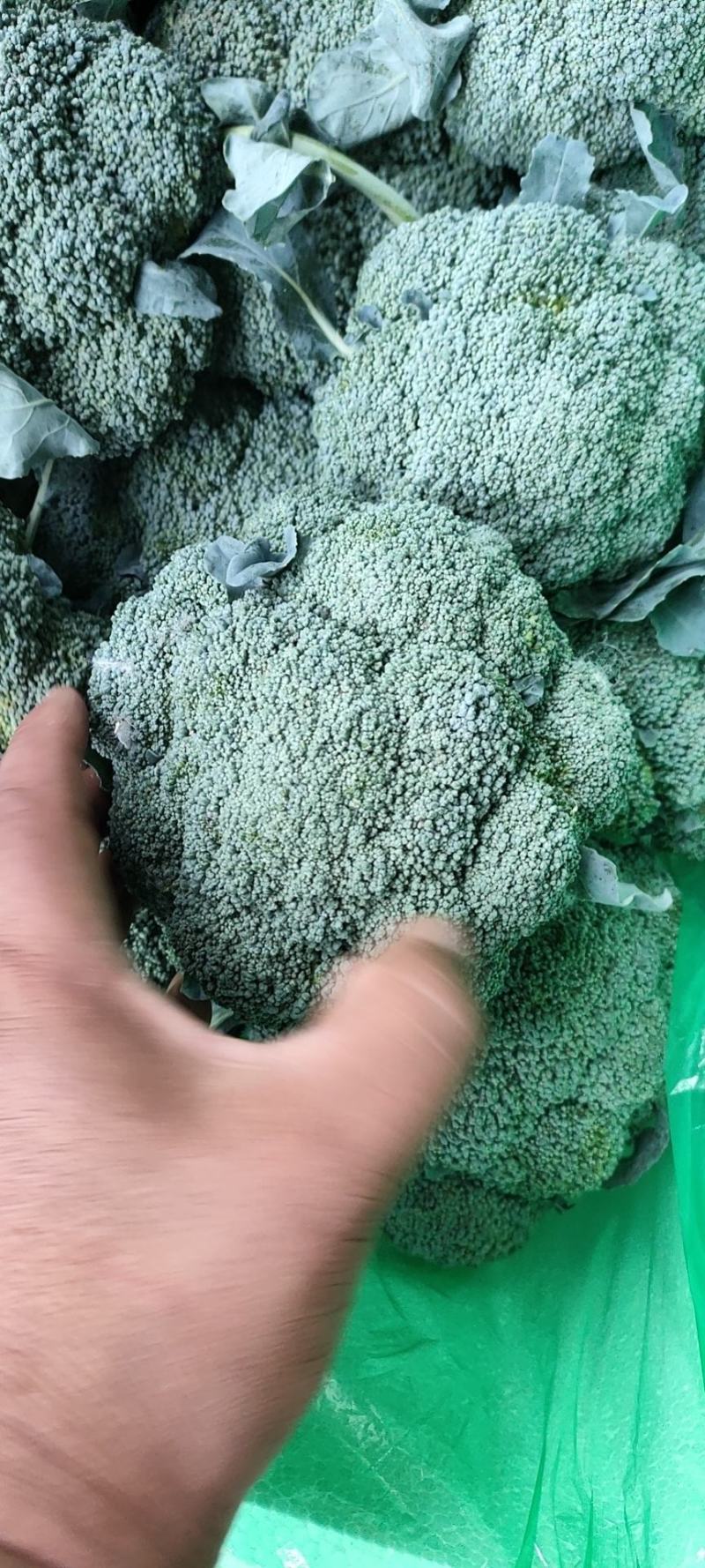 西蓝花绿菜花优质青花菜绿菜花单县徐寨西蓝花基地