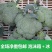 西蓝花绿菜花优质青花菜绿菜花单县徐寨西蓝花基地