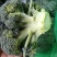 西蓝花绿菜花优质青花菜绿菜花单县徐寨西蓝花基地