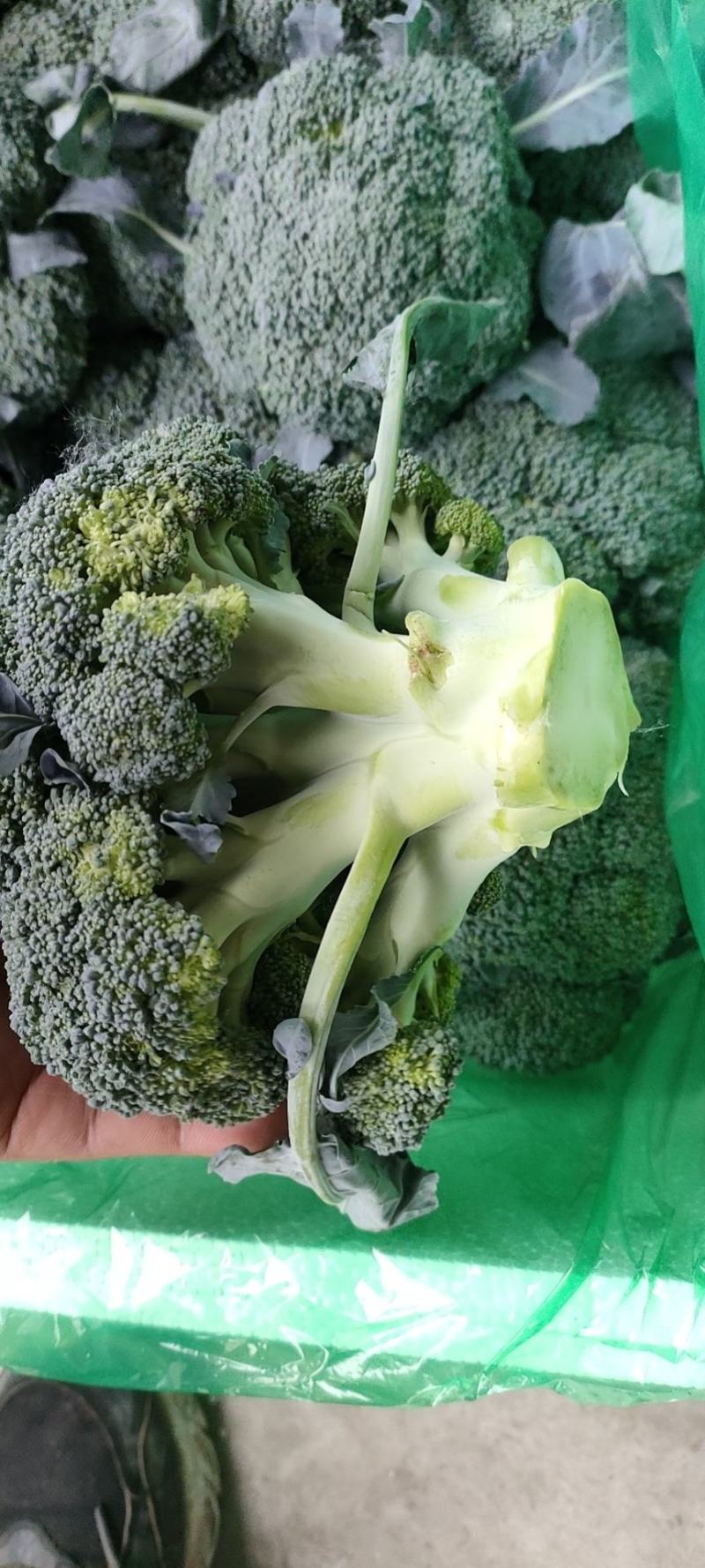 西蓝花绿菜花优质青花菜绿菜花单县徐寨西蓝花基地