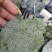 西蓝花绿菜花优质青花菜绿菜花单县徐寨西蓝花基地