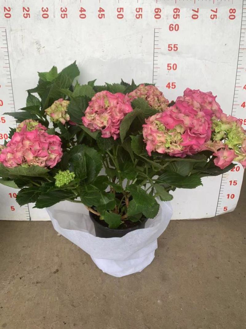 绣球花（盆栽）基地直销绣球花全国一件代发物美价廉产品好
