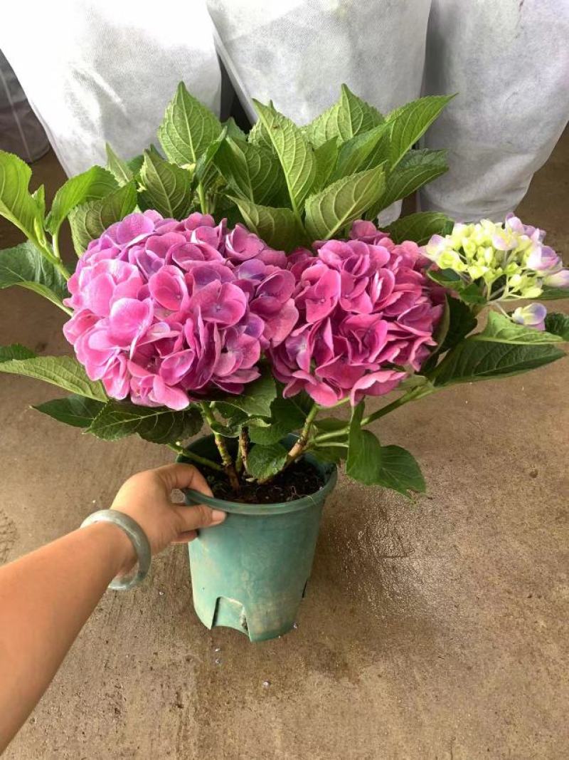 绣球花（盆栽）基地直销绣球花全国一件代发物美价廉产品好
