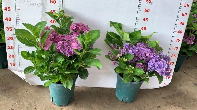 绣球花（盆栽）基地直销绣球花全国一件代发物美价廉产品好