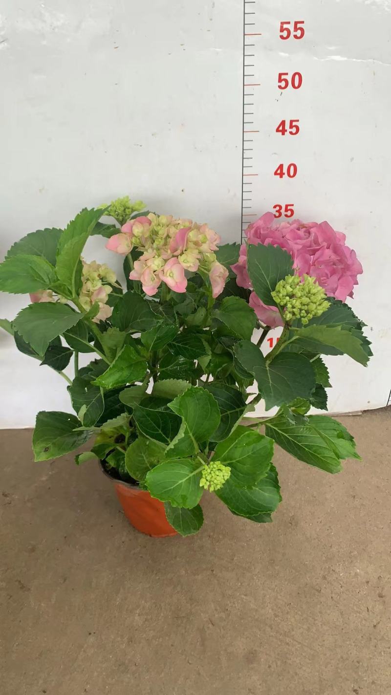 绣球花（盆栽）基地直销绣球花全国一件代发物美价廉产品好