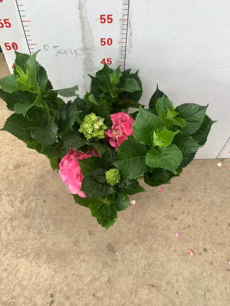 绣球花（盆栽）基地直销绣球花全国一件代发物美价廉产品好
