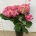 绣球花（盆栽）基地直销绣球花全国一件代发物美价廉产品好