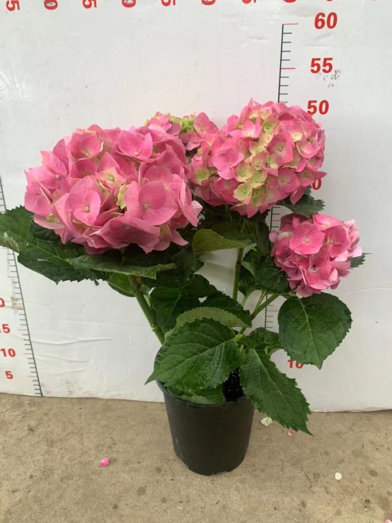 绣球花（盆栽）基地直销绣球花全国一件代发物美价廉产品好