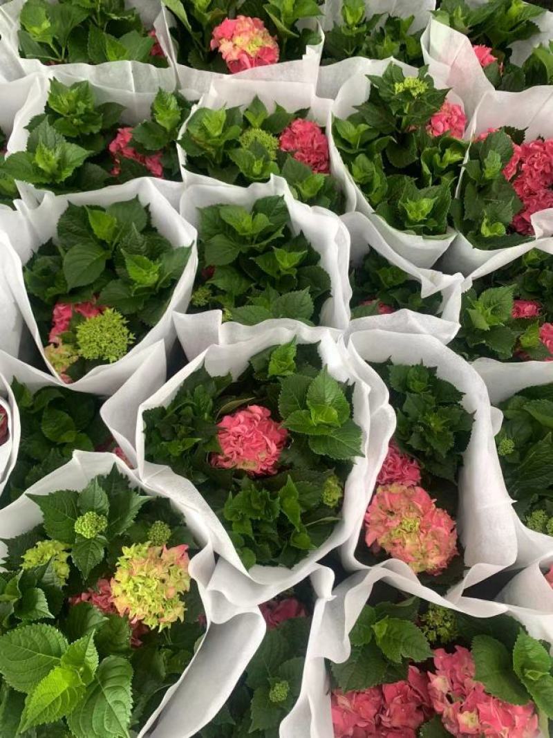 绣球花（盆栽）基地直销绣球花全国一件代发物美价廉产品好