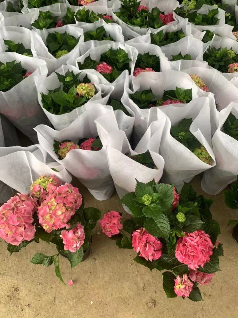 绣球花（盆栽）基地直销绣球花全国一件代发物美价廉产品好