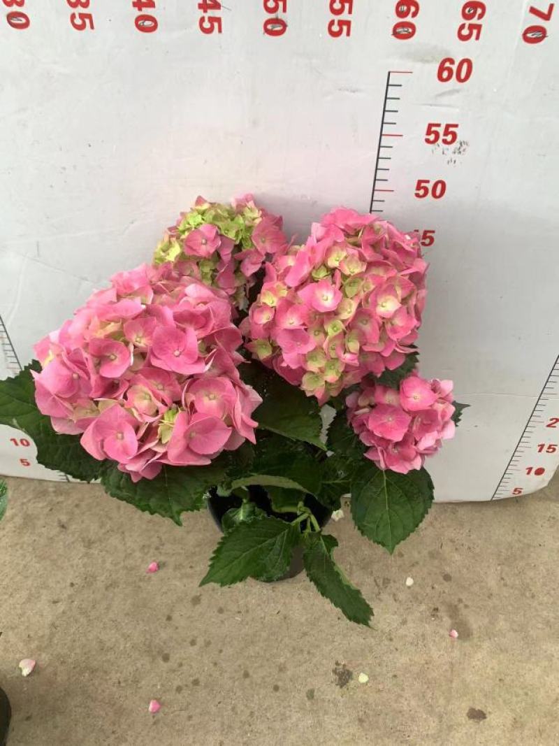 绣球花（盆栽）基地直销绣球花全国一件代发物美价廉产品好