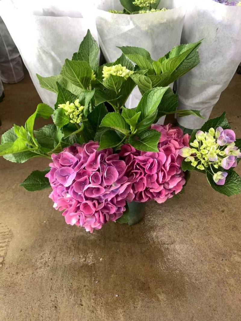 绣球花（盆栽）基地直销绣球花全国一件代发物美价廉产品好