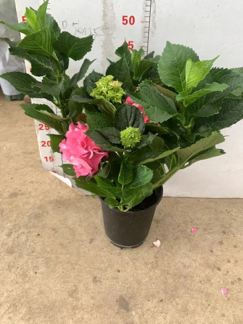 绣球花（盆栽）基地直销绣球花全国一件代发物美价廉产品好