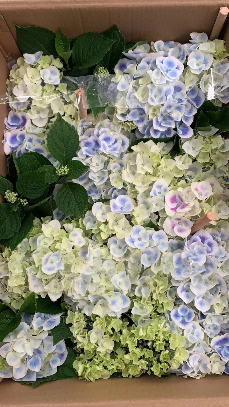 绣球花（盆栽）基地直销绣球花全国一件代发物美价廉产品好