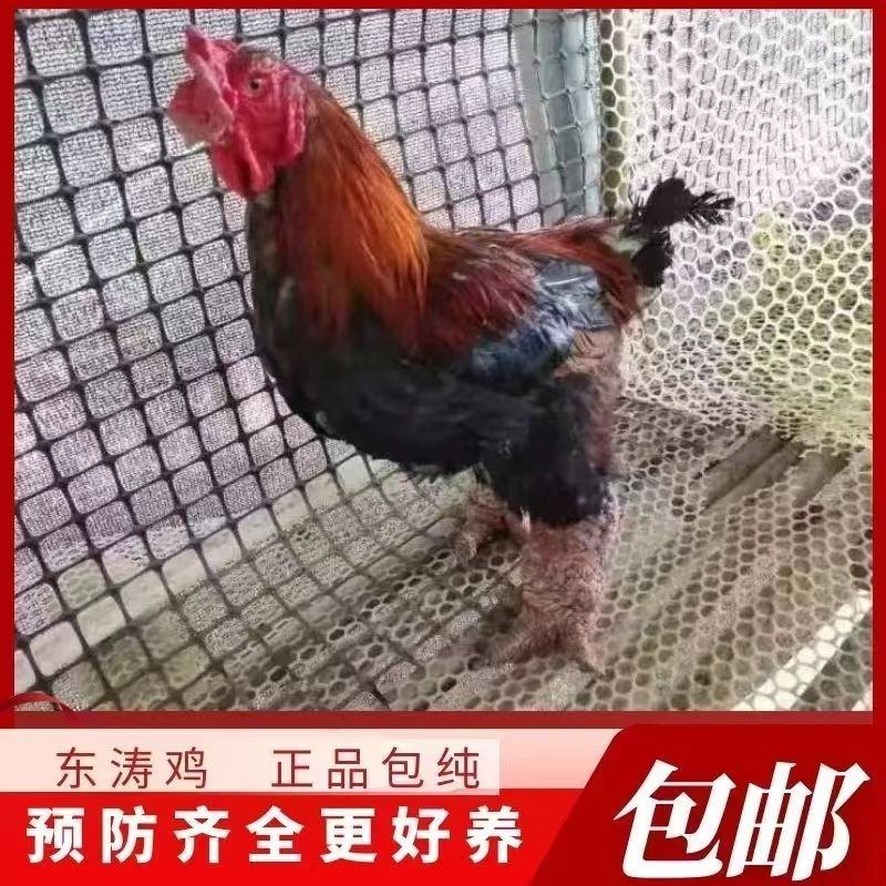 东涛鸡苗，疫苗齐全。包活到可分公母价格优惠便宜，全国包邮