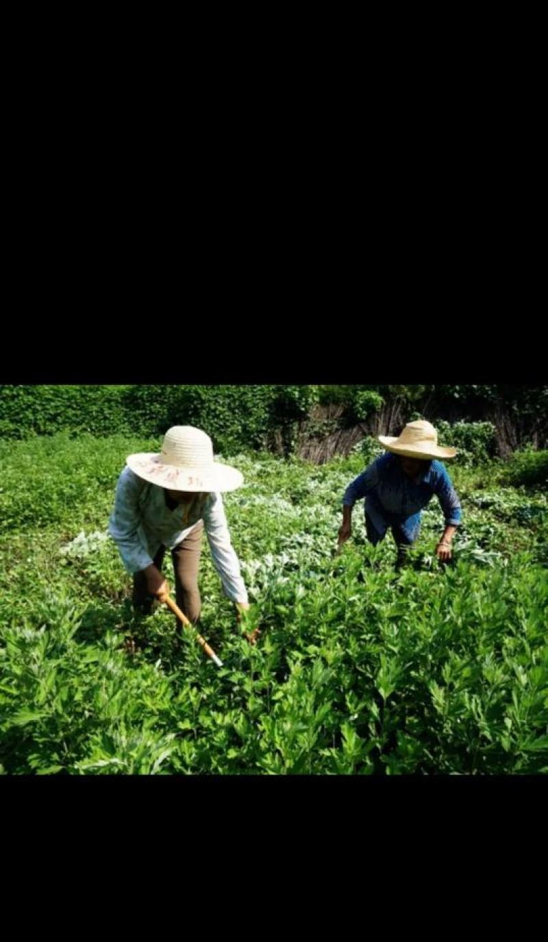 新鲜艾草【安徽合肥】