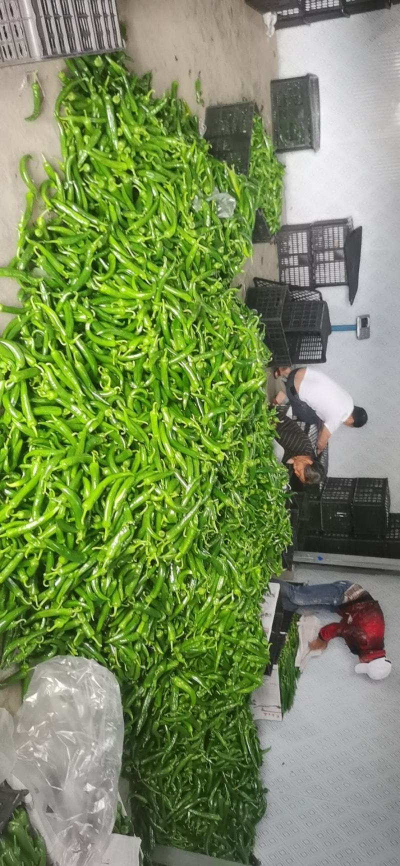 鲜辣椒