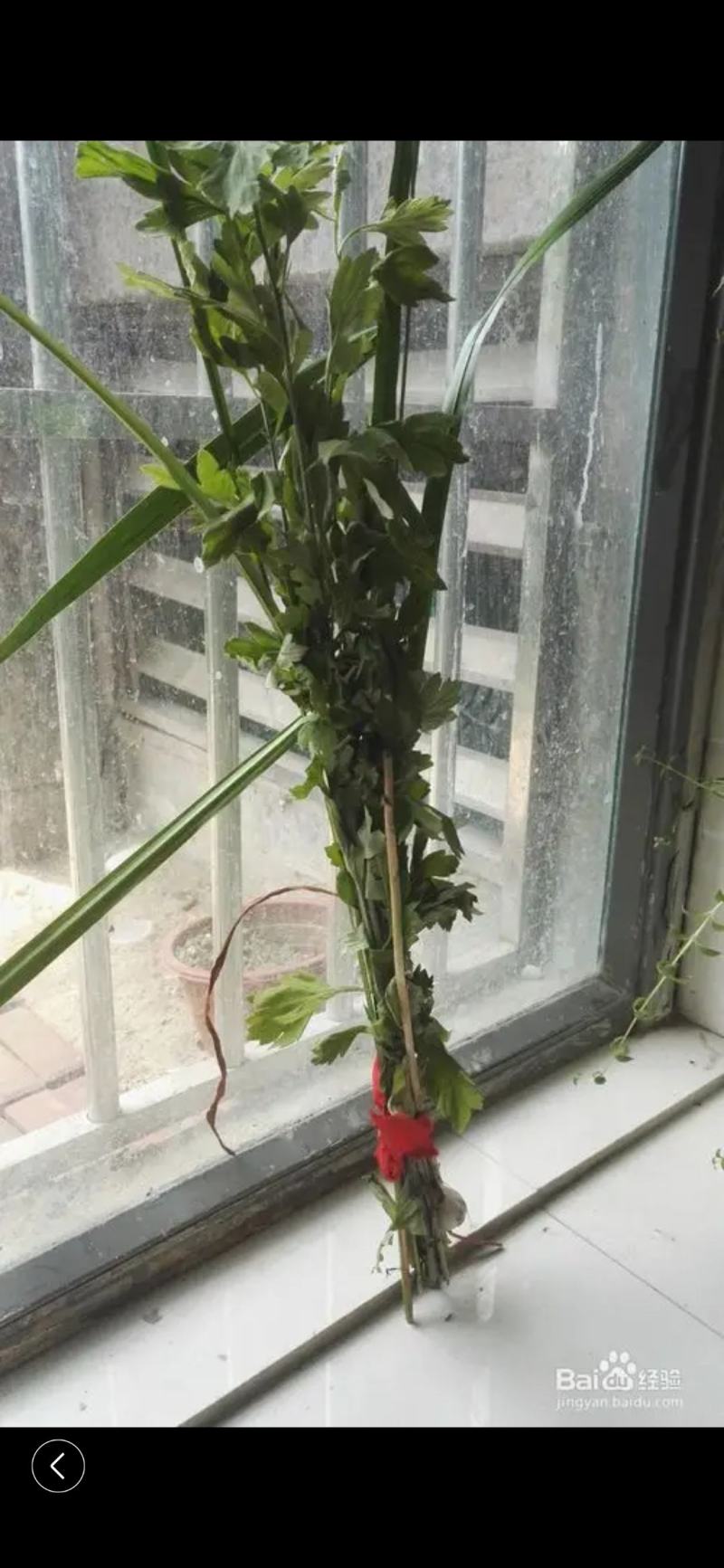 新鲜艾草【安徽合肥】