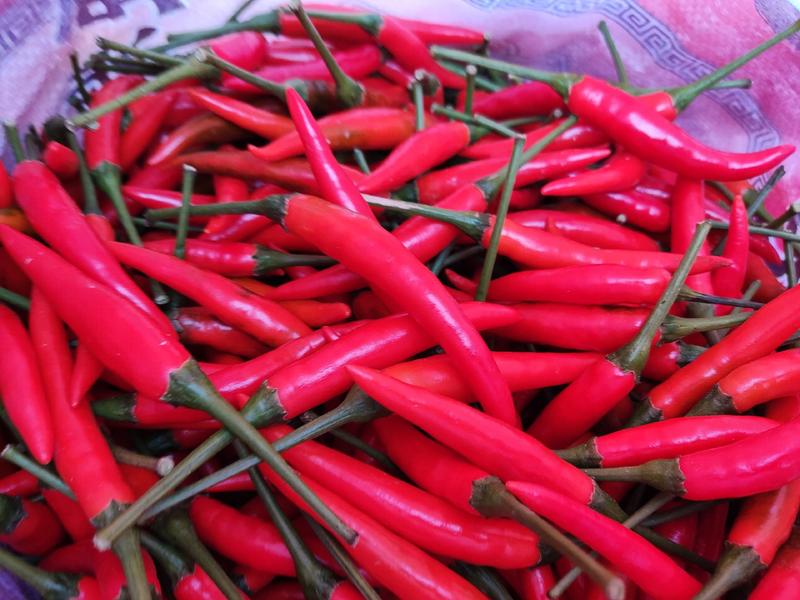 广西北海合浦县朝天椒刚上市，长度10厘米左右，肤色鲜美