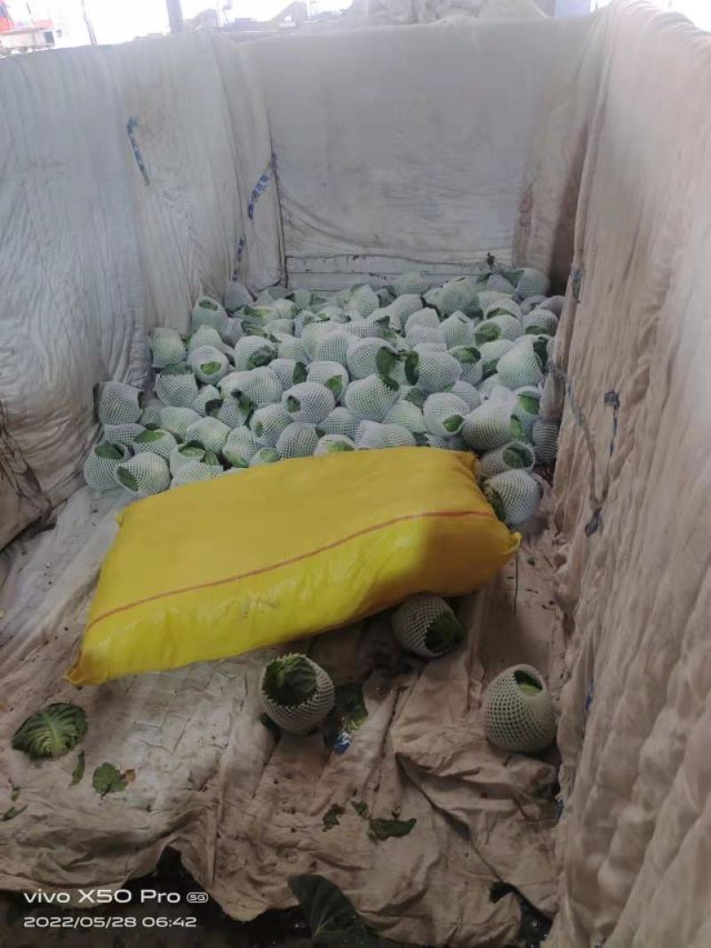 甘肃甘蓝大量上市现货新鲜欢迎需要的老板联系