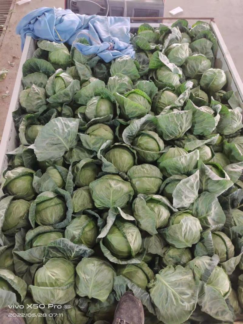 甘肃甘蓝大量上市现货新鲜欢迎需要的老板联系