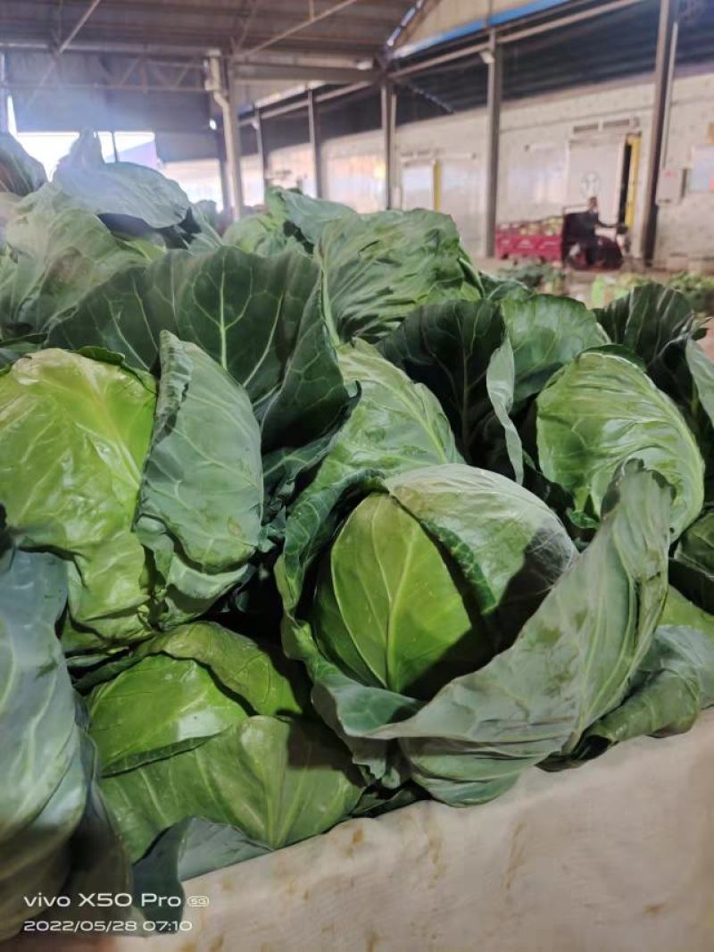 甘肃甘蓝大量上市现货新鲜欢迎需要的老板联系