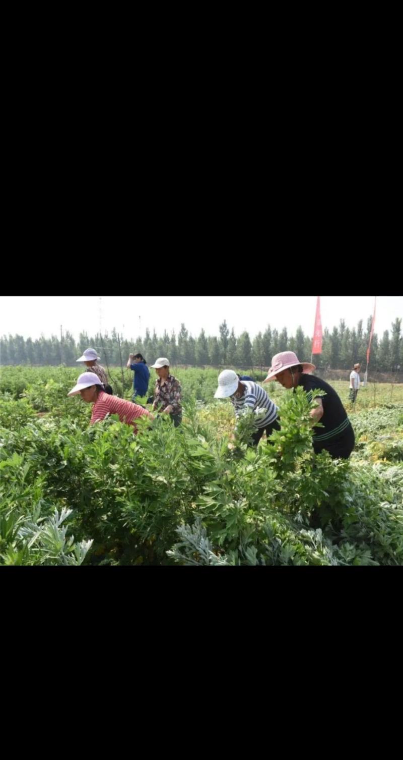 新鲜艾草【安徽合肥】