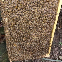 蜜蜂蜂群种群出售，子脾好，蜜好，蜂量足，广州花都区