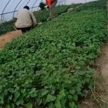 红薯苗
