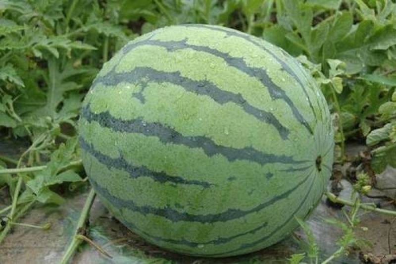 阜阳西瓜精品美都西瓜自家种植大量供应欢迎老板来电采购