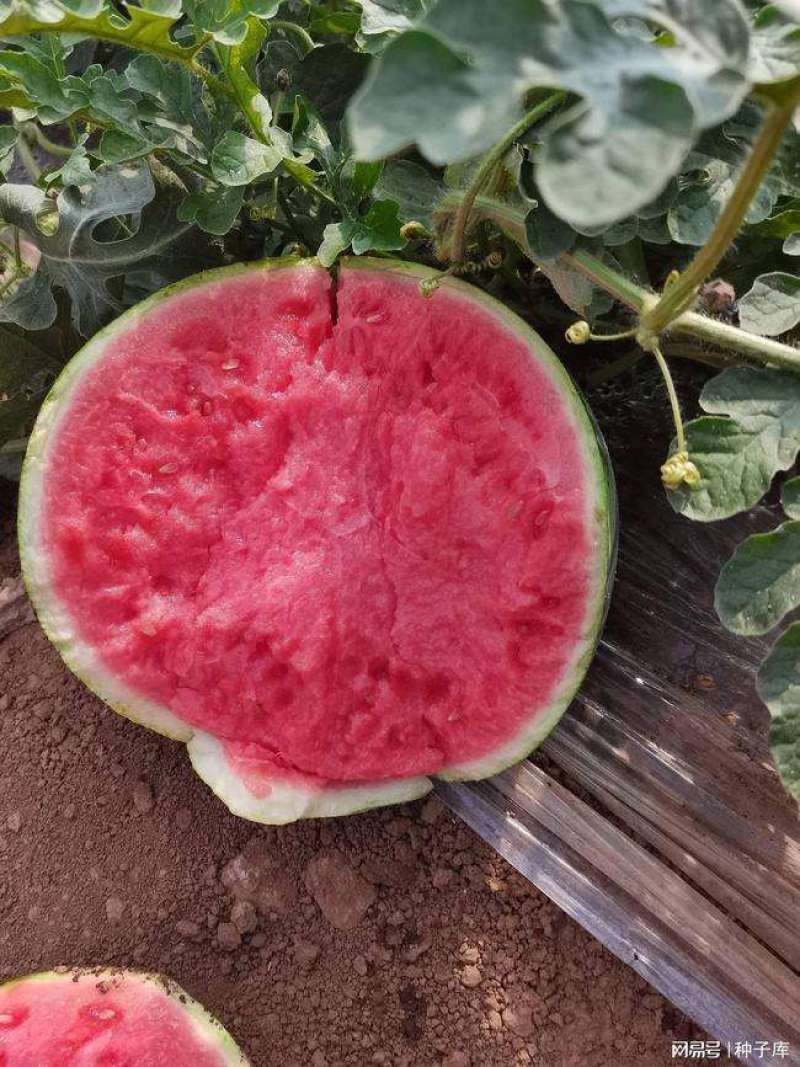 阜阳西瓜精品美都西瓜自家种植大量供应欢迎老板来电采购
