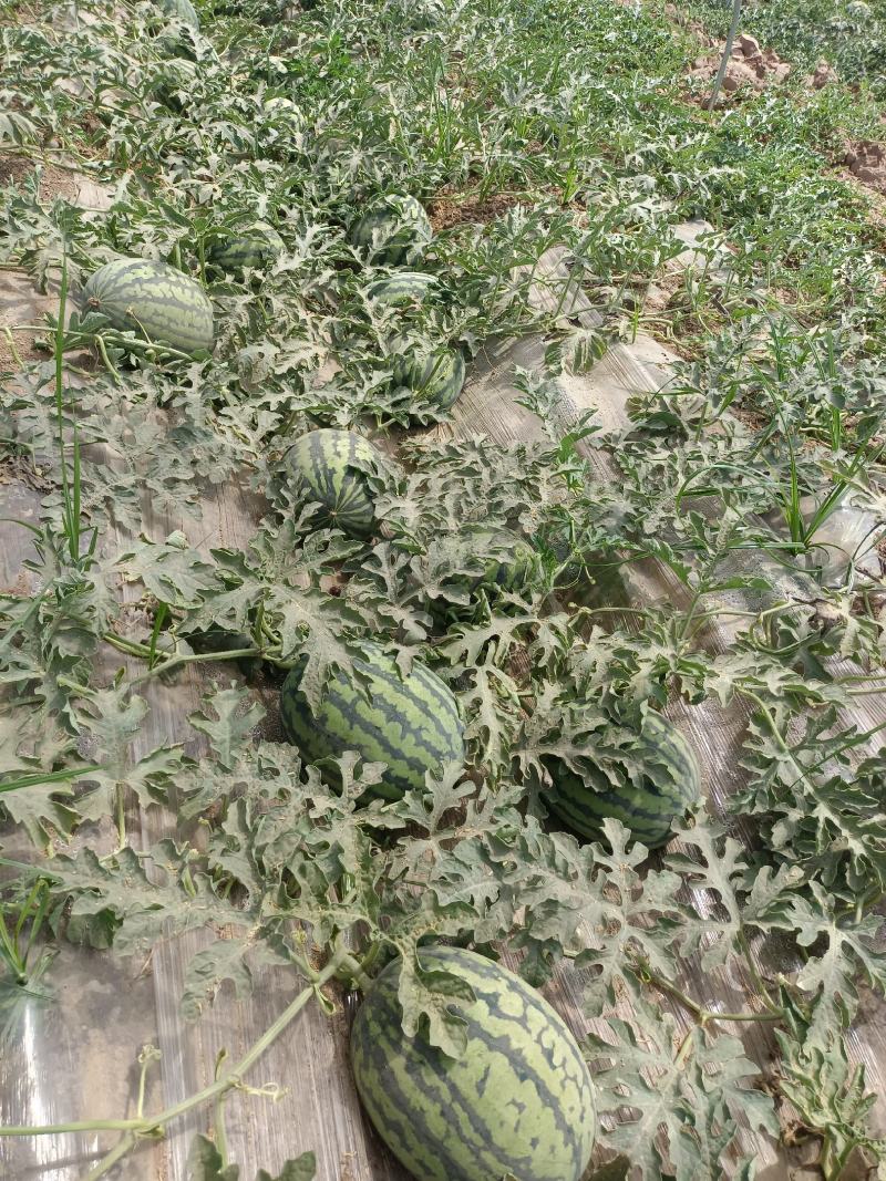 【精选】甘美4k西瓜无籽西瓜基地直发保质保量全国发货