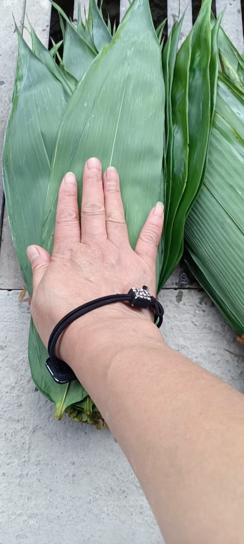 粽叶，现采现发，香气十足
