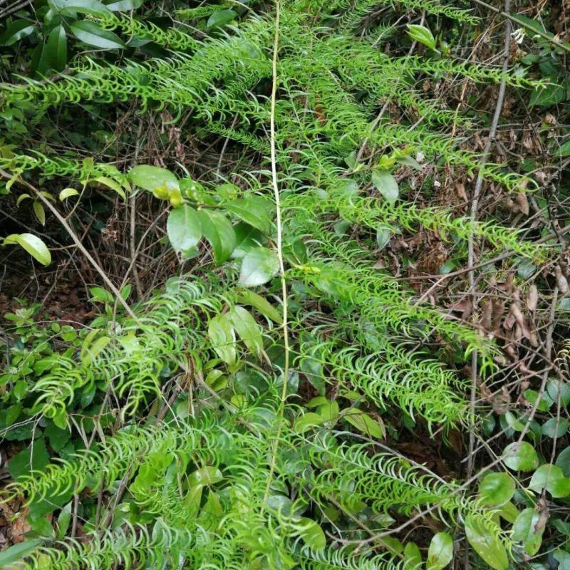 大深山天冬，天门冬