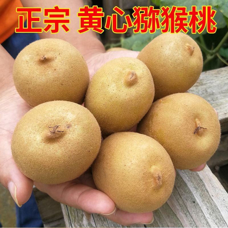 爆甜黄心猕猴桃5斤新鲜奇异果弥核桃应季水果1批发一整箱