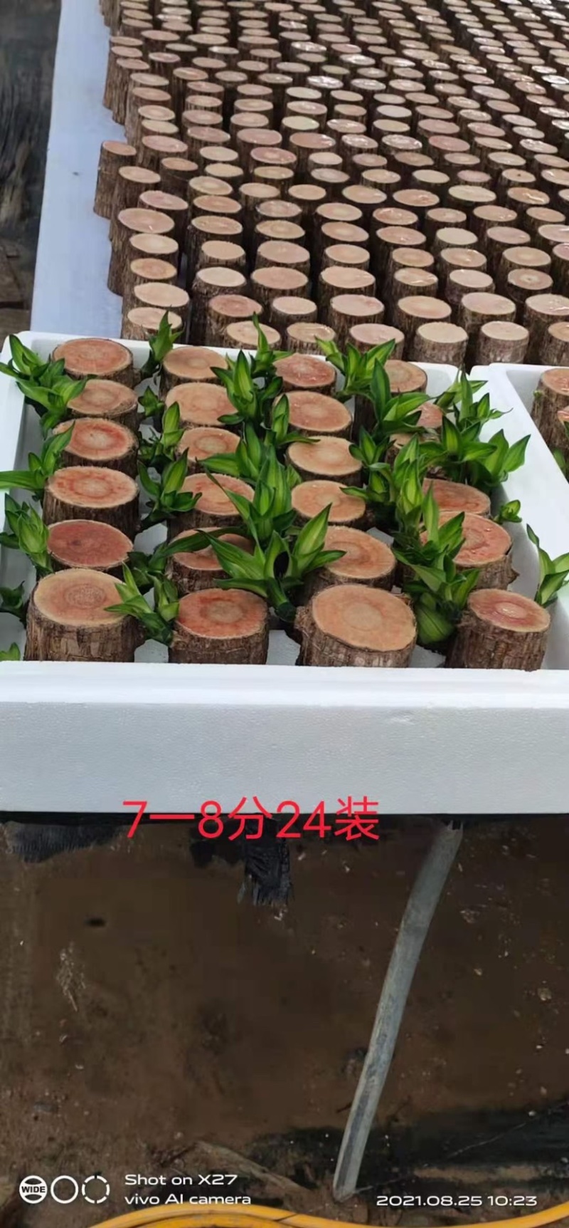 巴西木基地直销全国一件代发物美价廉叶绿冒大